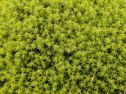 Attēlu rezultāti vaicājumam “Dicranales”