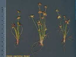 Attēlu rezultāti vaicājumam “Juncus capitatus”