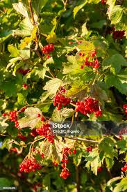 Attēlu rezultāti vaicājumam “Viburnum opulus fruit”