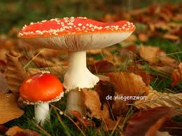 Image result for vliegenzwam