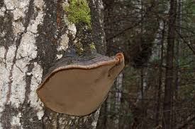 Attēlu rezultāti vaicājumam “Phellinus tremulae”