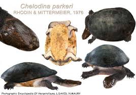 Attēlu rezultāti vaicājumam “Licea chelonoides”