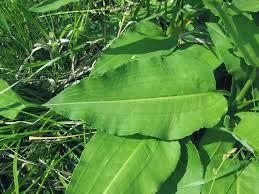 Attēlu rezultāti vaicājumam “Bistorta major fruit”