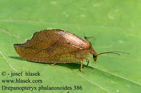 Attēlu rezultāti vaicājumam “Drepanepteryx phalaenoides”