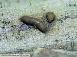 Attēlu rezultāti vaicājumam “Gulielmina vermicularis”