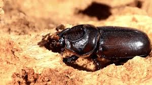 Attēlu rezultāti vaicājumam “Grynocharis oblonga”