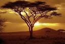 Acacia Trees Could Solve Africa's Soil Problems, Be the Future for ...