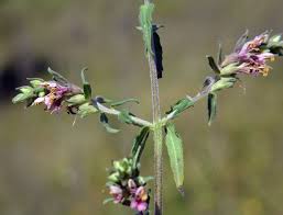 Attēlu rezultāti vaicājumam “Odontites vulgaris”