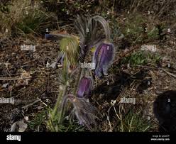 Attēlu rezultāti vaicājumam “Pulsatilla pratensis bud”