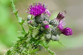 Attēlu rezultāti vaicājumam “Cirsium palustre leaf”