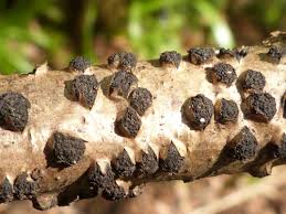 Attēlu rezultāti vaicājumam “Hypoxylon fuscum”