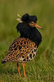 Attēlu rezultāti vaicājumam “Philomachus pugnax adult”