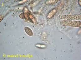 Attēlu rezultāti vaicājumam “Nectria episphaeria”