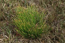 Attēlu rezultāti vaicājumam “Trichophorum cespitosum fruit”