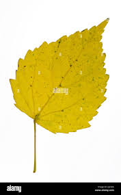 Attēlu rezultāti vaicājumam “Betula pubescens leaf”