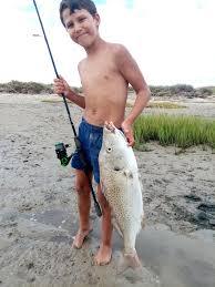 Image result for Pomadasys commersonnii