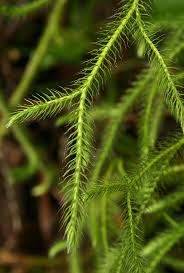 Attēlu rezultāti vaicājumam “Lycopodium clavatum”