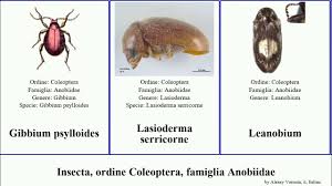 Attēlu rezultāti vaicājumam “Anobiidae”