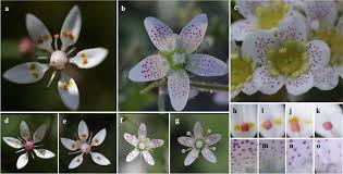 Attēlu rezultāti vaicājumam “Saxifraga cymbalaria flower”