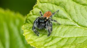 Attēlu rezultāti vaicājumam “Xanthogramma sp.”