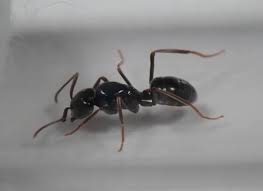 Attēlu rezultāti vaicājumam “Lasius fuliginosus”