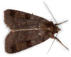 Attēlu rezultāti vaicājumam “Diarsia brunnea”