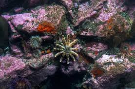 Attēlu rezultāti vaicājumam “Reynoutria sachalinensis fruit”