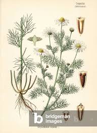 Attēlu rezultāti vaicājumam “Tripleurospermum inodorum”