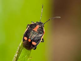 Attēlu rezultāti vaicājumam “Eurydema oleracea imago”