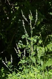 Attēlu rezultāti vaicājumam “Melilotus albus leaf”