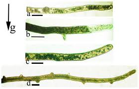 Attēlu rezultāti vaicājumam “Leptobryum pyriforme sporophyte”