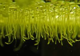 Attēlu rezultāti vaicājumam “Lemna minor”