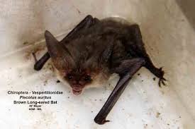 Attēlu rezultāti vaicājumam “Plecotus auritus”