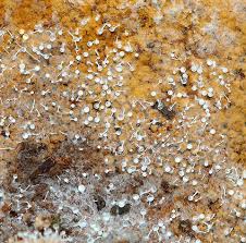 Attēlu rezultāti vaicājumam “Polycephalomyces tomentosus”