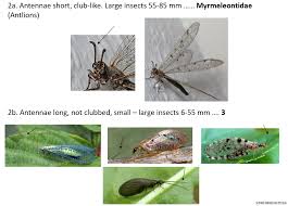 Attēlu rezultāti vaicājumam “Neuroptera”
