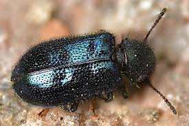 Attēlu rezultāti vaicājumam “Korynetes caeruleus”