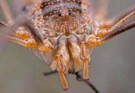 Attēlu rezultāti vaicājumam “Opiliones”