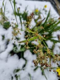 Attēlu rezultāti vaicājumam “Scirpus sylvaticus flower”