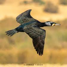 Attēlu rezultāti vaicājumam “Phalacrocorax carbo adult”