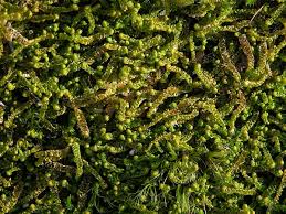 Attēlu rezultāti vaicājumam “Anastrophyllum minutum”