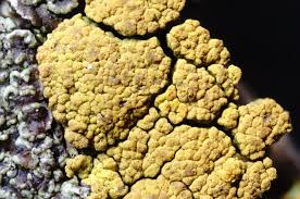 Attēlu rezultāti vaicājumam “Candelariella sp.”