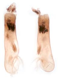 Attēlu rezultāti vaicājumam “Catarhoe rubidata”