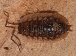 Attēlu rezultāti vaicājumam “Oniscus asellus”