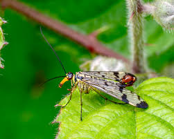 Attēlu rezultāti vaicājumam “Panorpa communis”