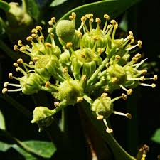 Attēlu rezultāti vaicājumam “Hedera helix  flower”