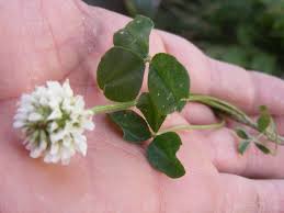 Attēlu rezultāti vaicājumam “Trifolium repens fruit”