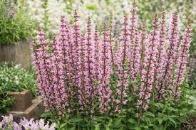 Attēlu rezultāti vaicājumam “Salvia nemorosa flower”