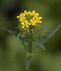 Attēlu rezultāti vaicājumam “Erysimum cheiranthoides leaf”