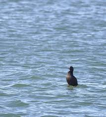 Attēlu rezultāti vaicājumam “Melanitta nigra”