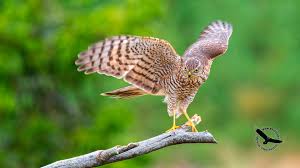 Attēlu rezultāti vaicājumam “Accipiter nisus”